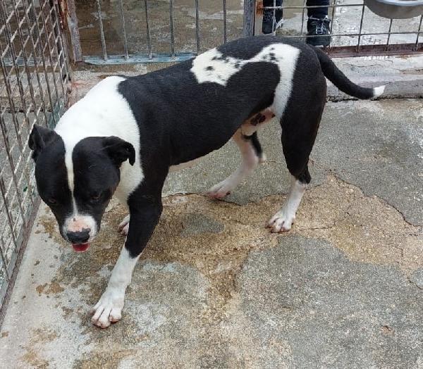 CHICCO, incrocio AMSTAFF, ottimo carattere Foto 4